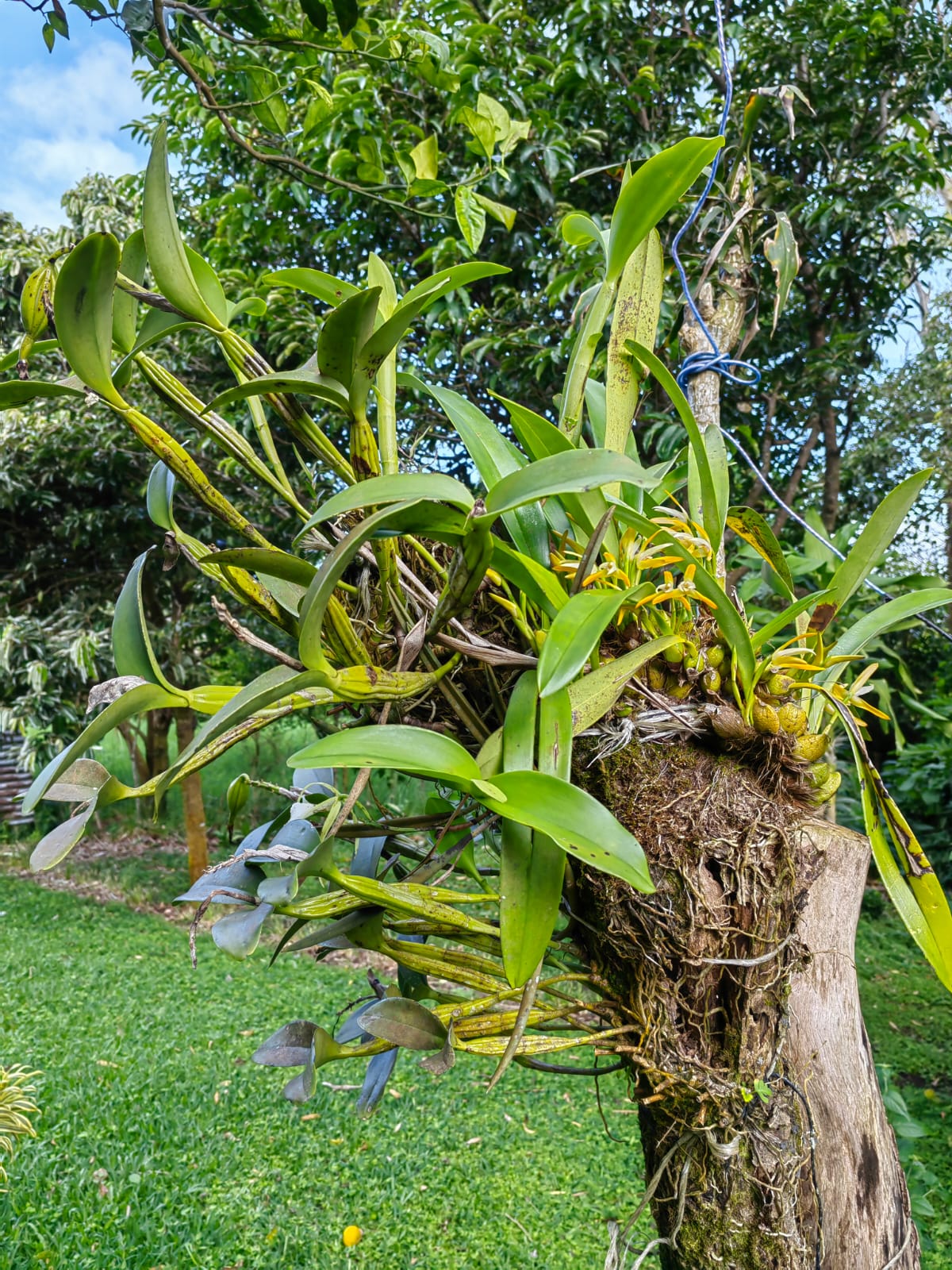 11,800m2 Producing Fruit Farm with Private Well + Modest Tico Home  photo 28