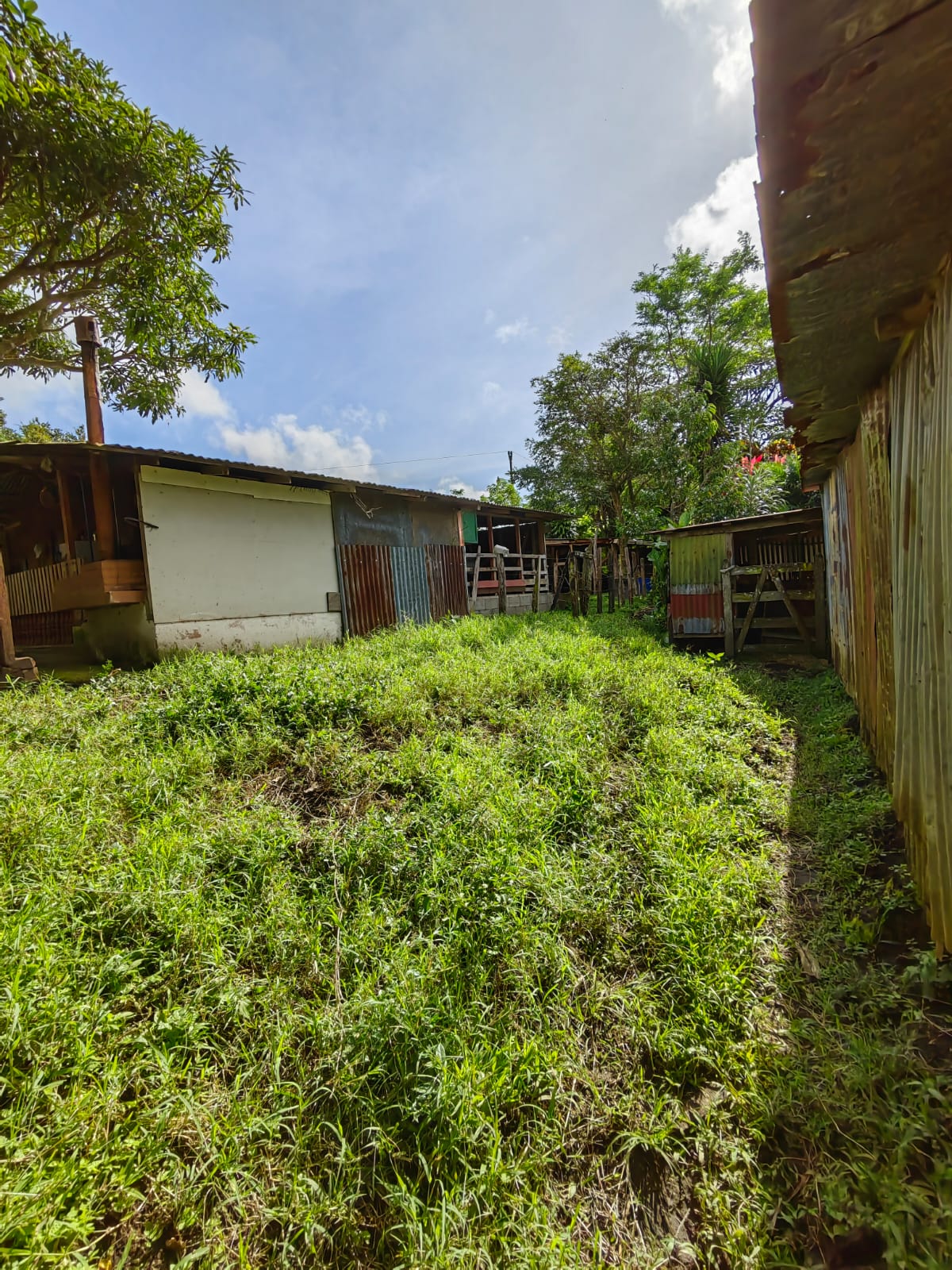 11,800m2 Producing Fruit Farm with Private Well + Modest Tico Home  photo 49