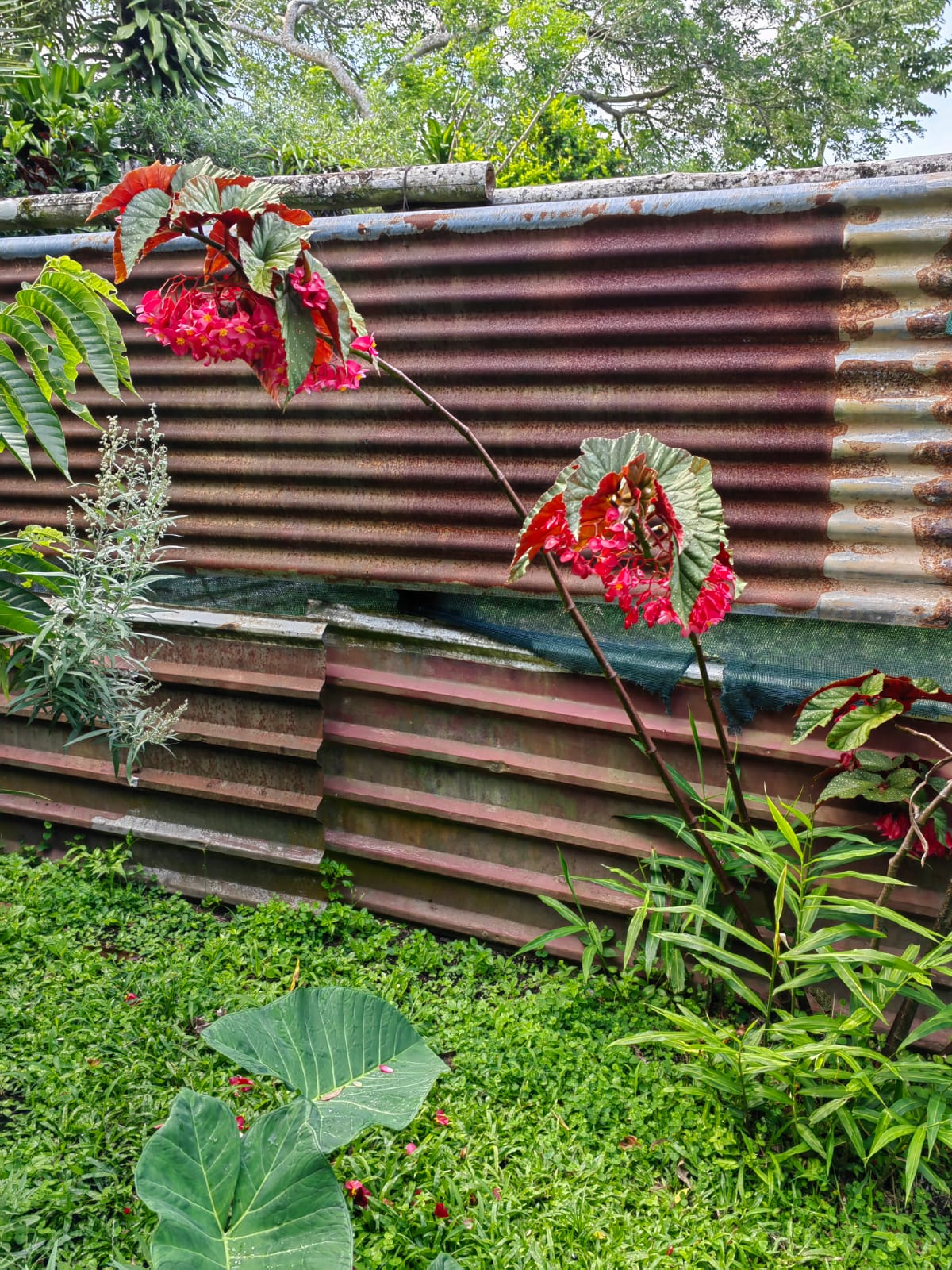 11,800m2 Producing Fruit Farm with Private Well + Modest Tico Home  photo 32