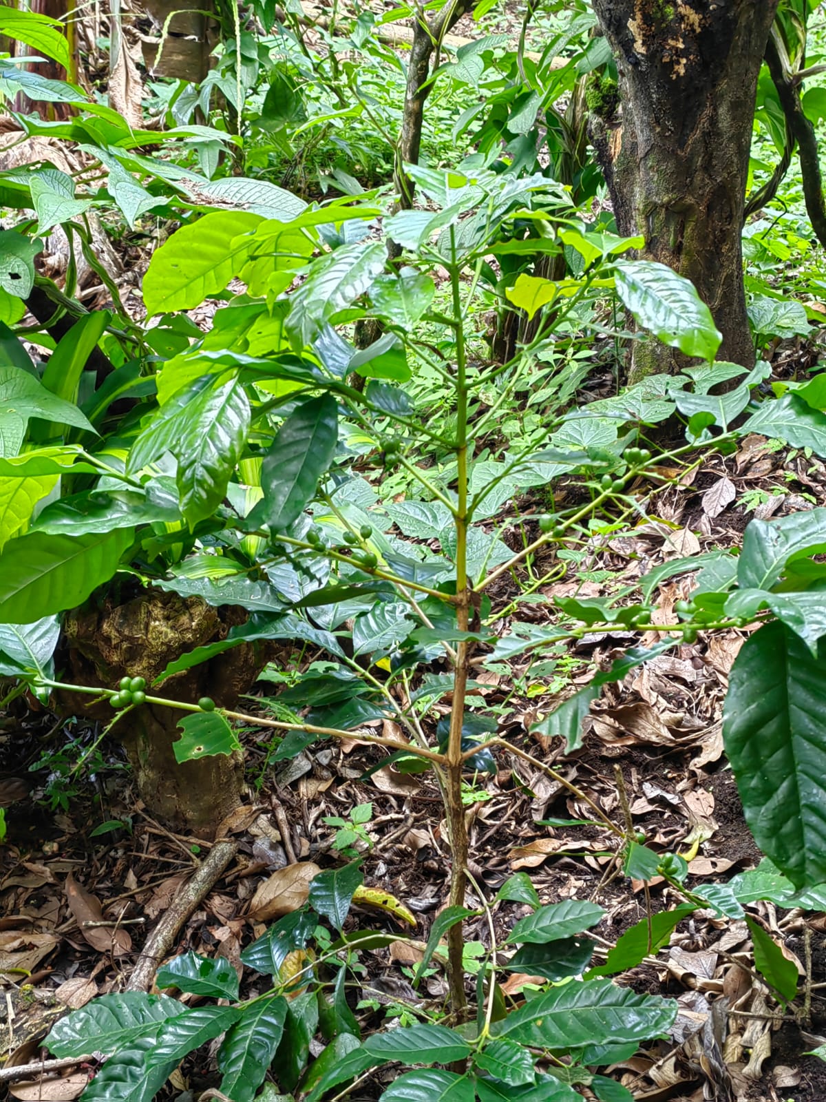 11,800m2 Producing Fruit Farm with Private Well + Modest Tico Home  photo 21