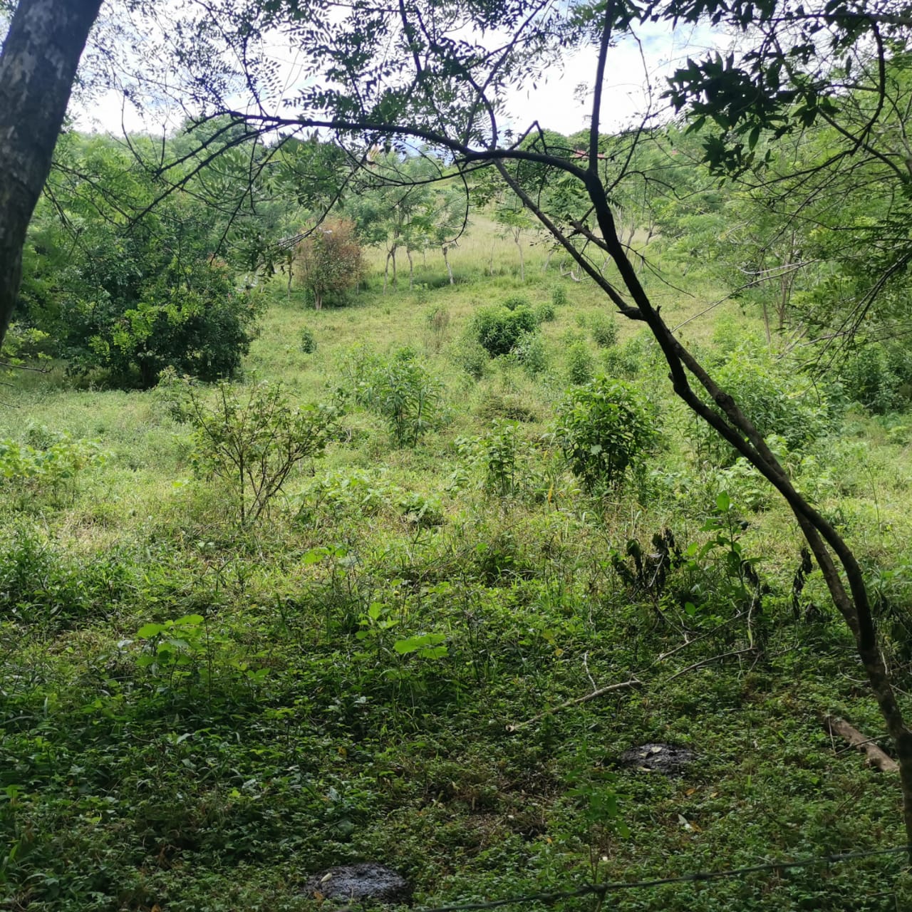 Large, Lake and Volcano View Parcel with Modest Tico Home and LAKE ACCESS  photo 40