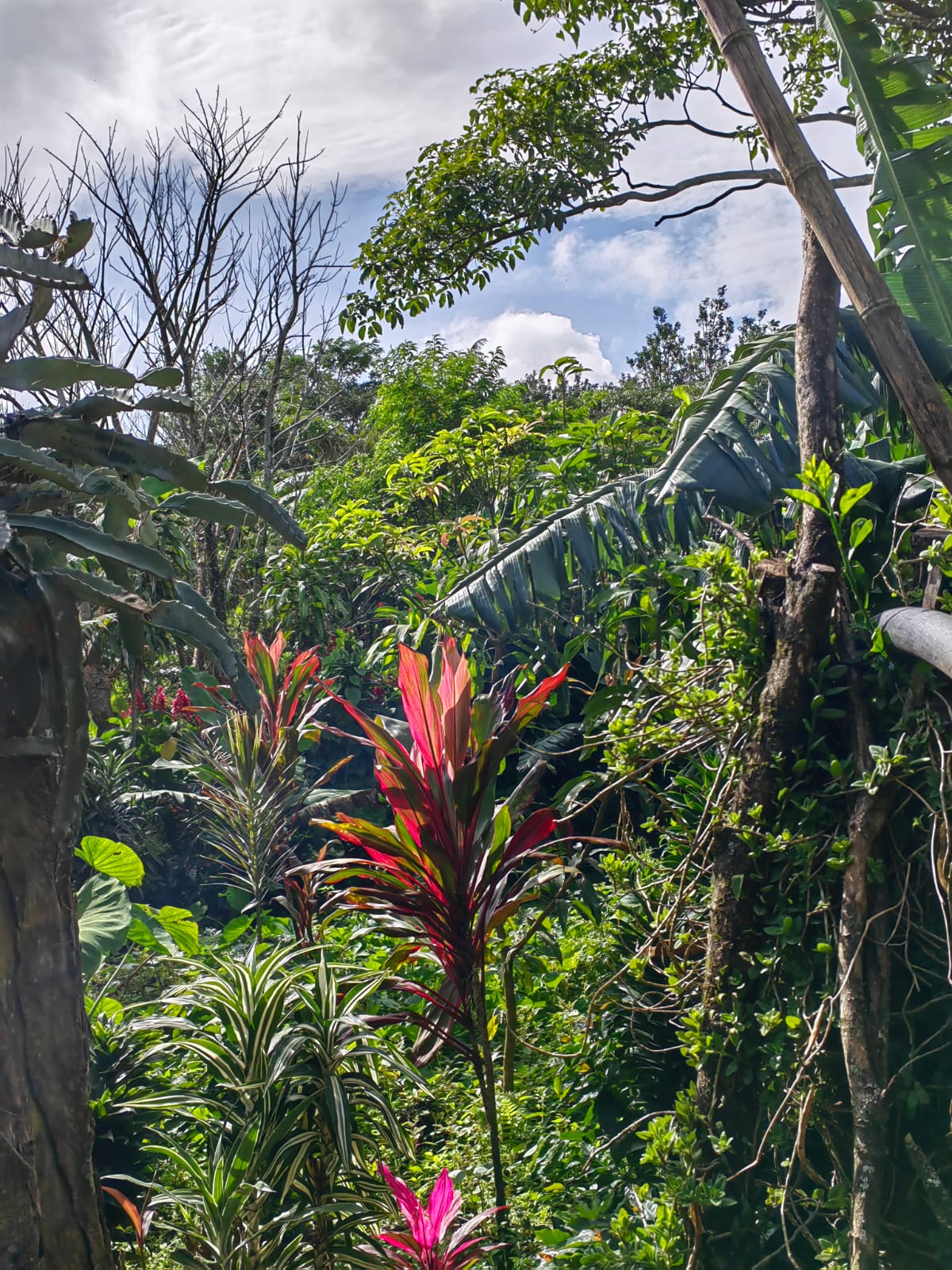 11,800m2 Producing Fruit Farm with Private Well + Modest Tico Home  photo 17