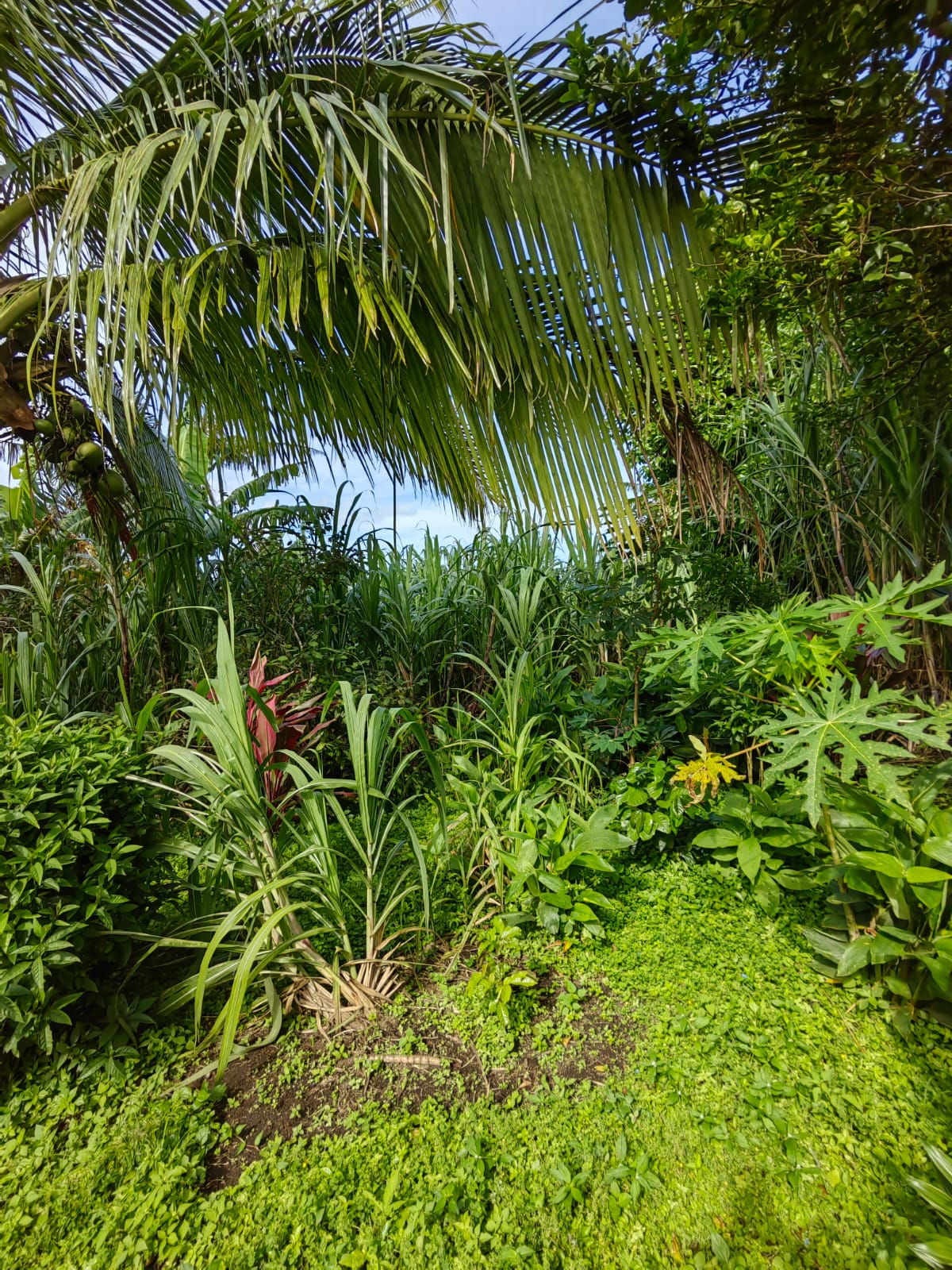 11,800m2 Producing Fruit Farm with Private Well + Modest Tico Home  photo 18