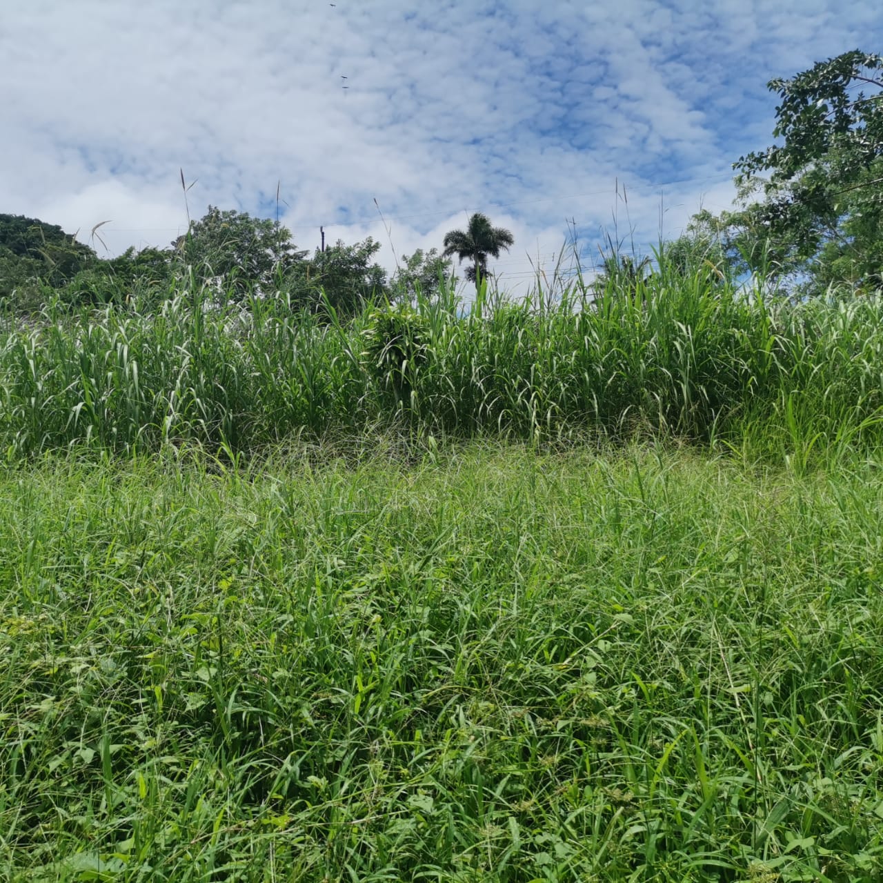 Large, Lake and Volcano View Parcel with Modest Tico Home and LAKE ACCESS  photo 22