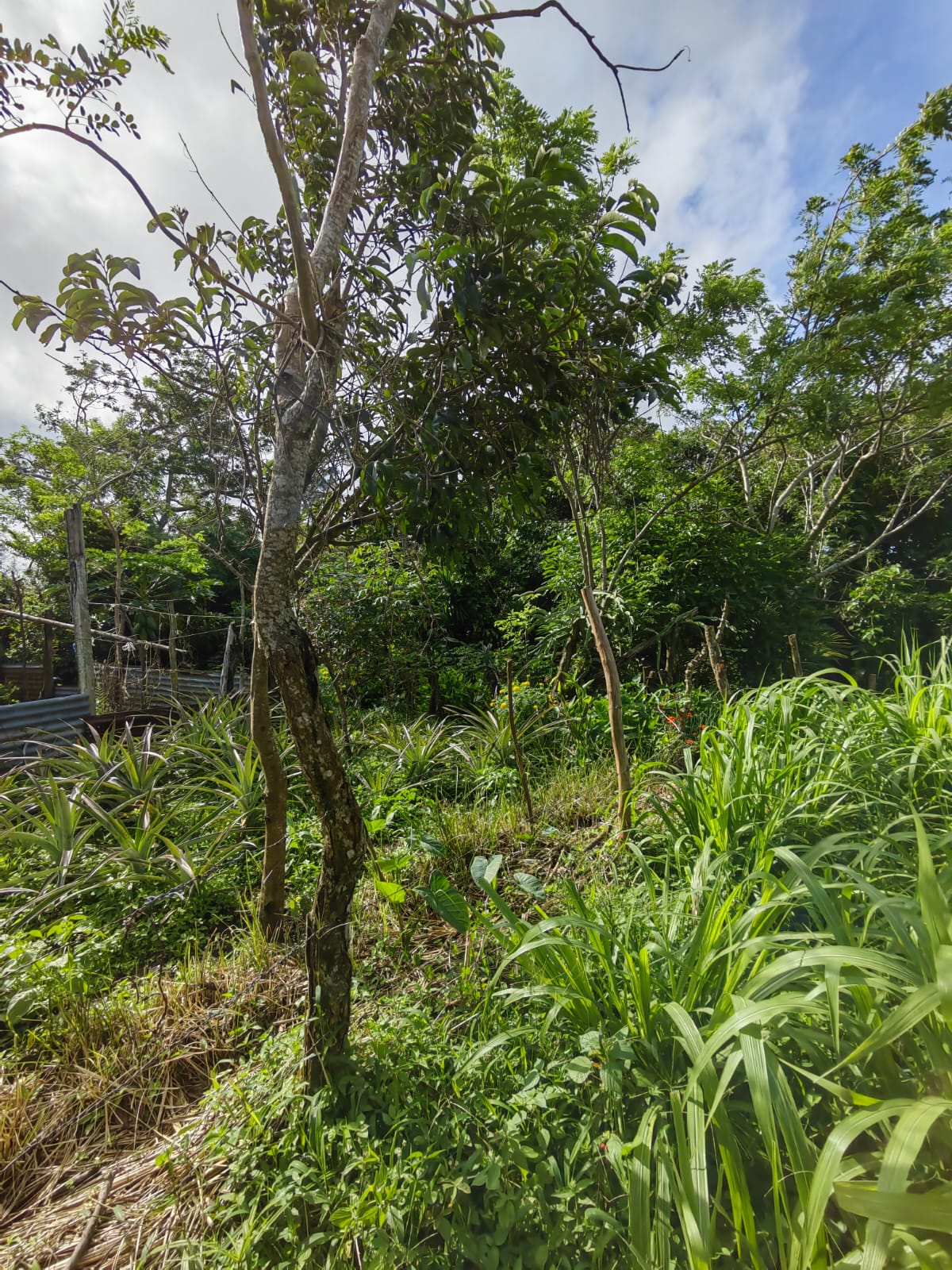 11,800m2 Producing Fruit Farm with Private Well + Modest Tico Home  photo 43