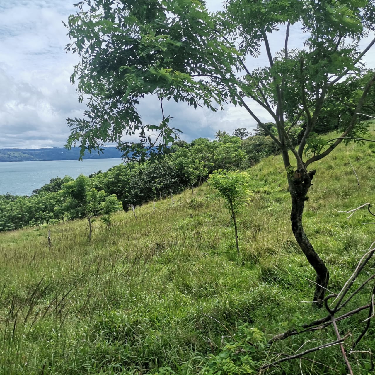 Large, Lake and Volcano View Parcel with Modest Tico Home and LAKE ACCESS  photo 14