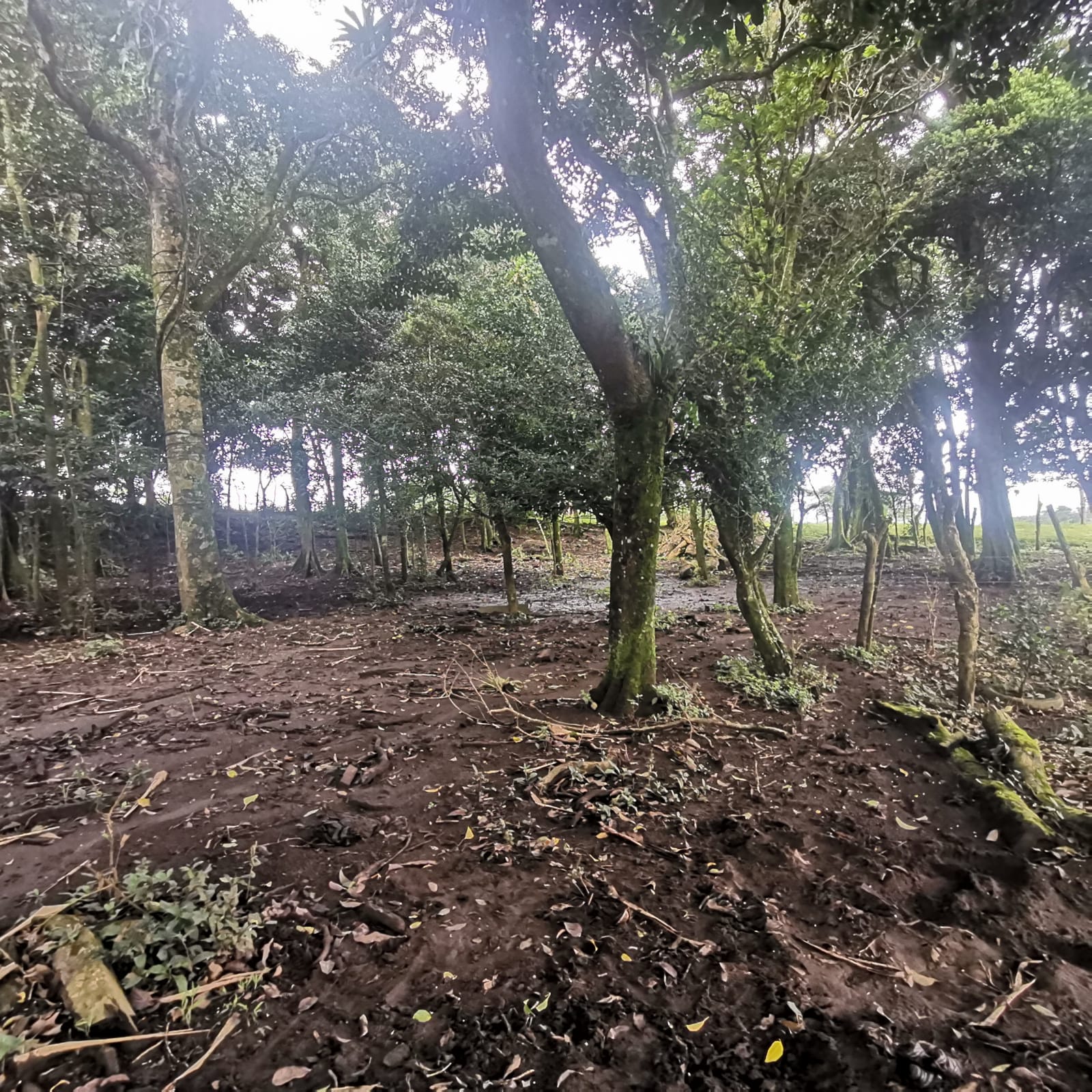 Sprawling 7 Hectare (17.3 acre) Mountain View Farm in Tilaran  photo 8