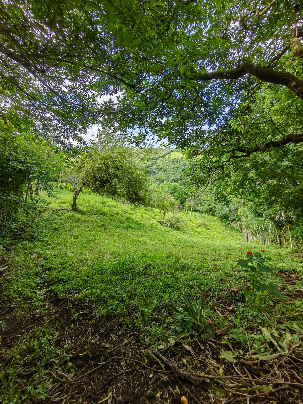 11,800m2 Producing Fruit Farm with Private Well + Modest Tico Home  photo 50