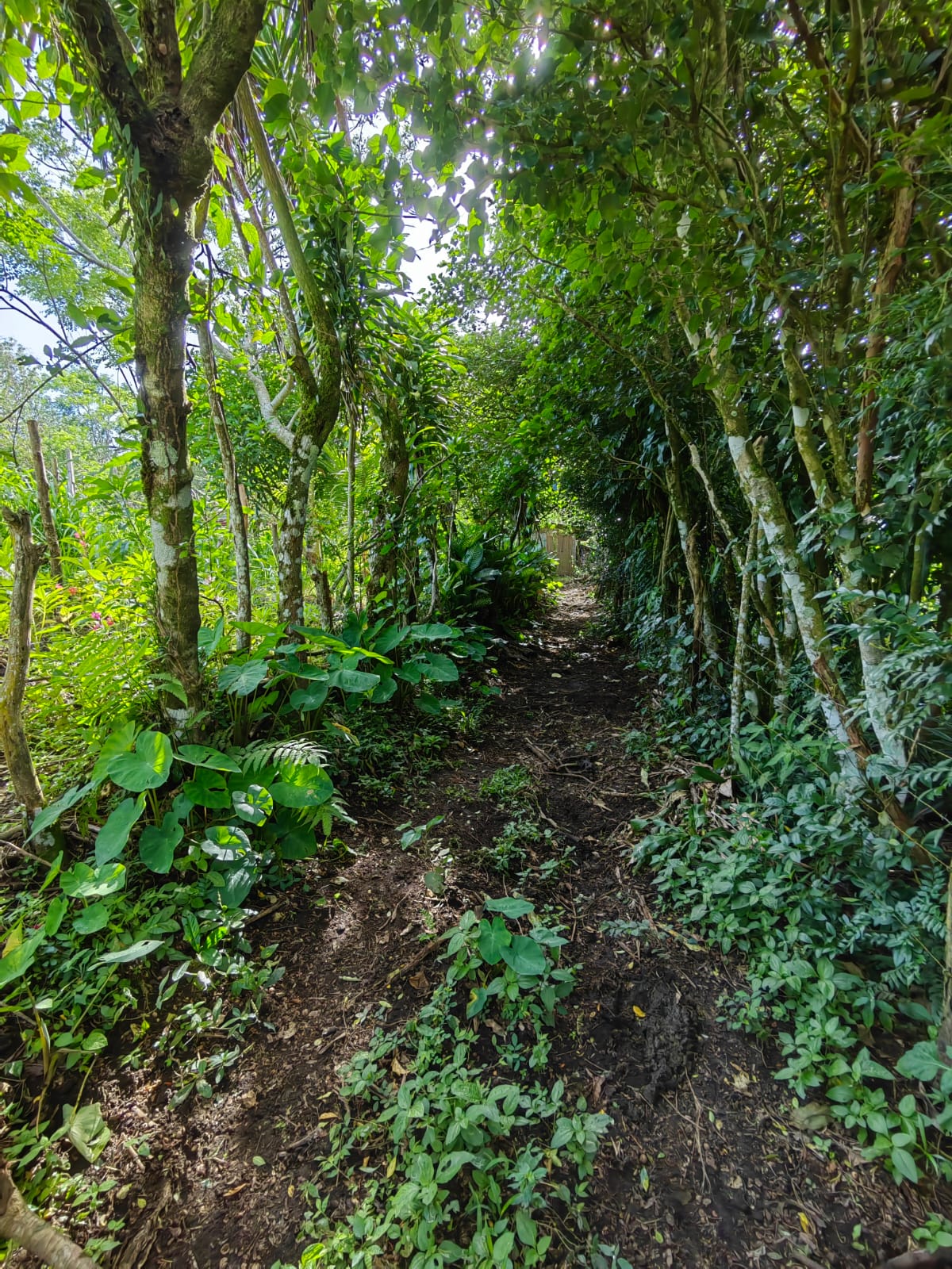 11,800m2 Producing Fruit Farm with Private Well + Modest Tico Home  photo 48