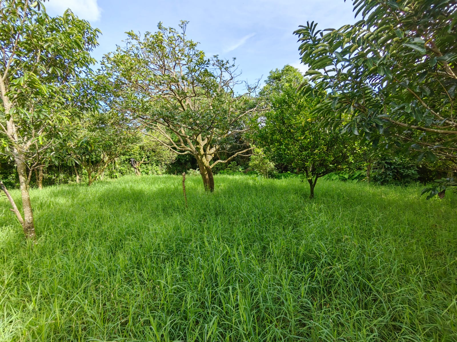 11,800m2 Producing Fruit Farm with Private Well + Modest Tico Home  photo 38