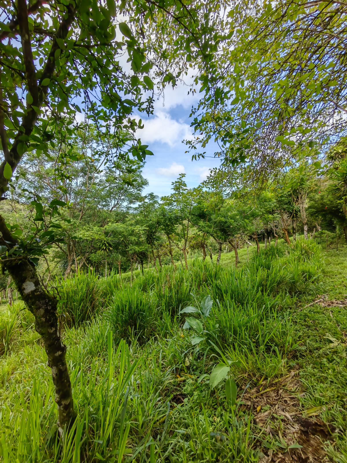 11,800m2 Producing Fruit Farm with Private Well + Modest Tico Home  photo 9