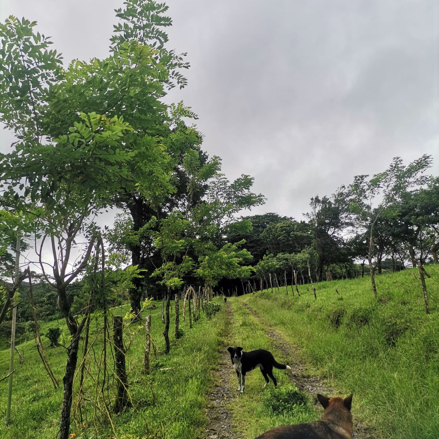 Sprawling 7 Hectare (17.3 acre) Mountain View Farm in Tilaran  photo 20