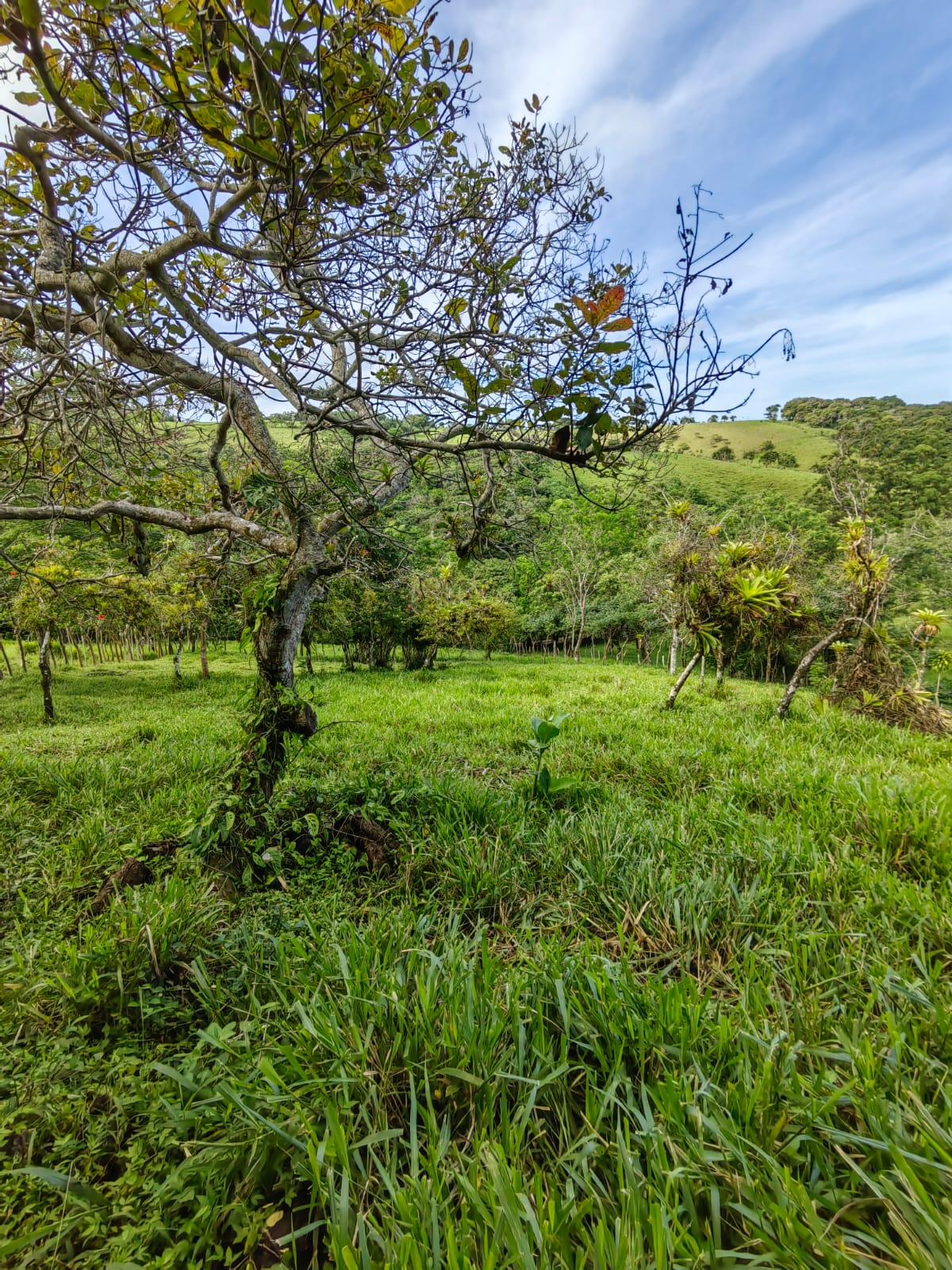11,800m2 Producing Fruit Farm with Private Well + Modest Tico Home  photo 7