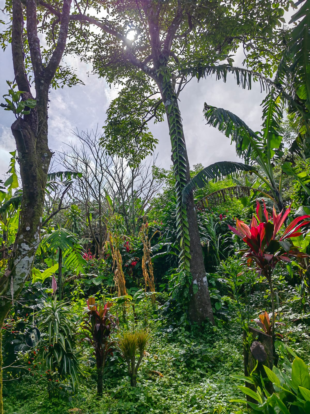 11,800m2 Producing Fruit Farm with Private Well + Modest Tico Home  photo 20