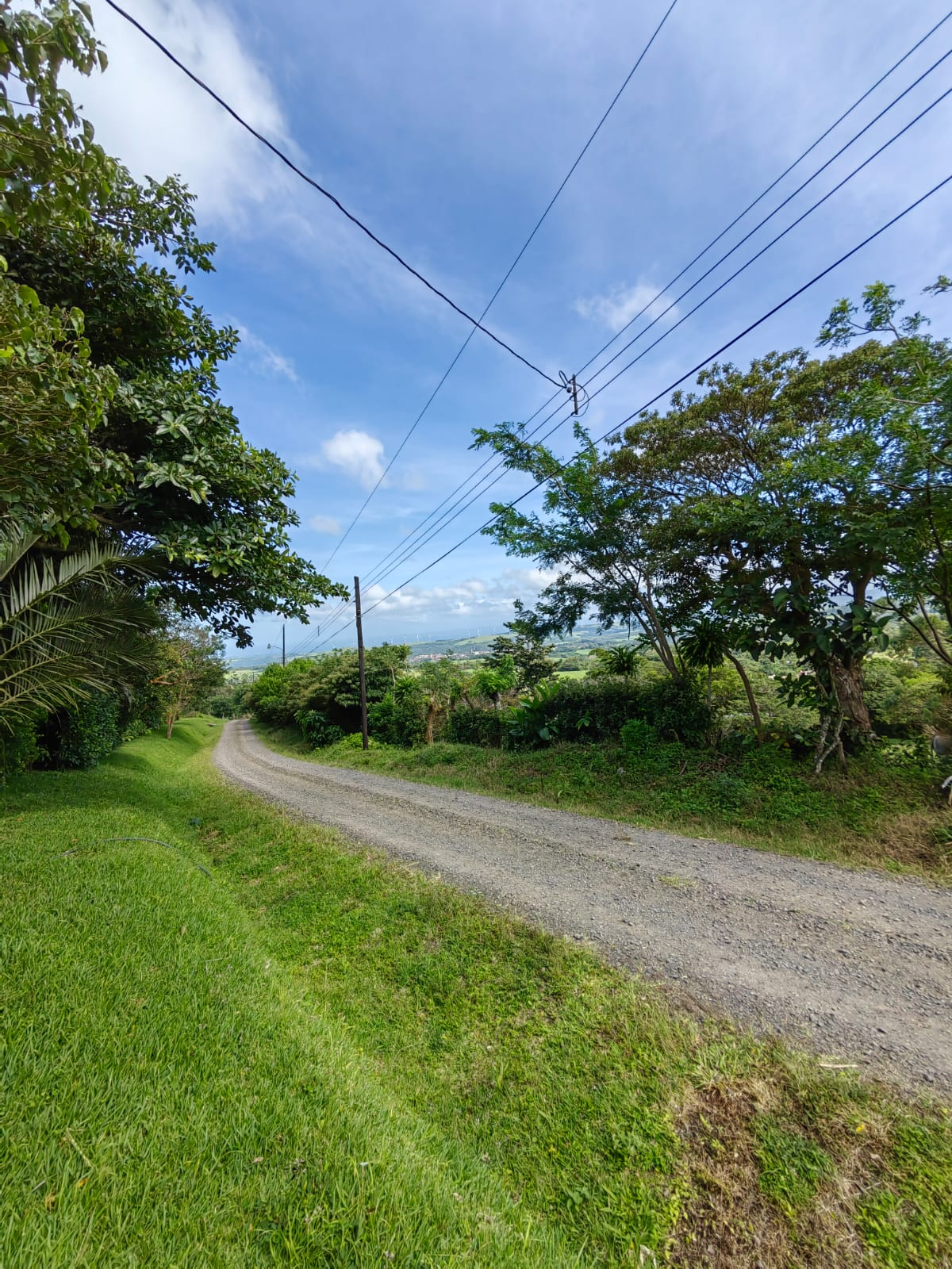 11,800m2 Producing Fruit Farm with Private Well + Modest Tico Home  photo 52