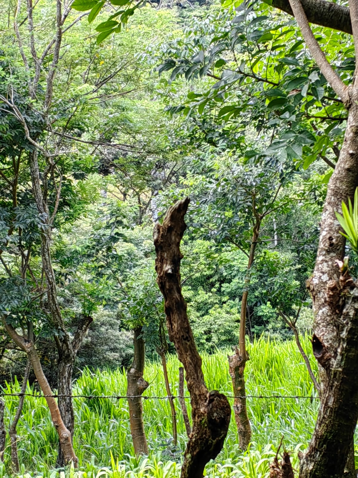 11,800m2 Producing Fruit Farm with Private Well + Modest Tico Home  photo 13