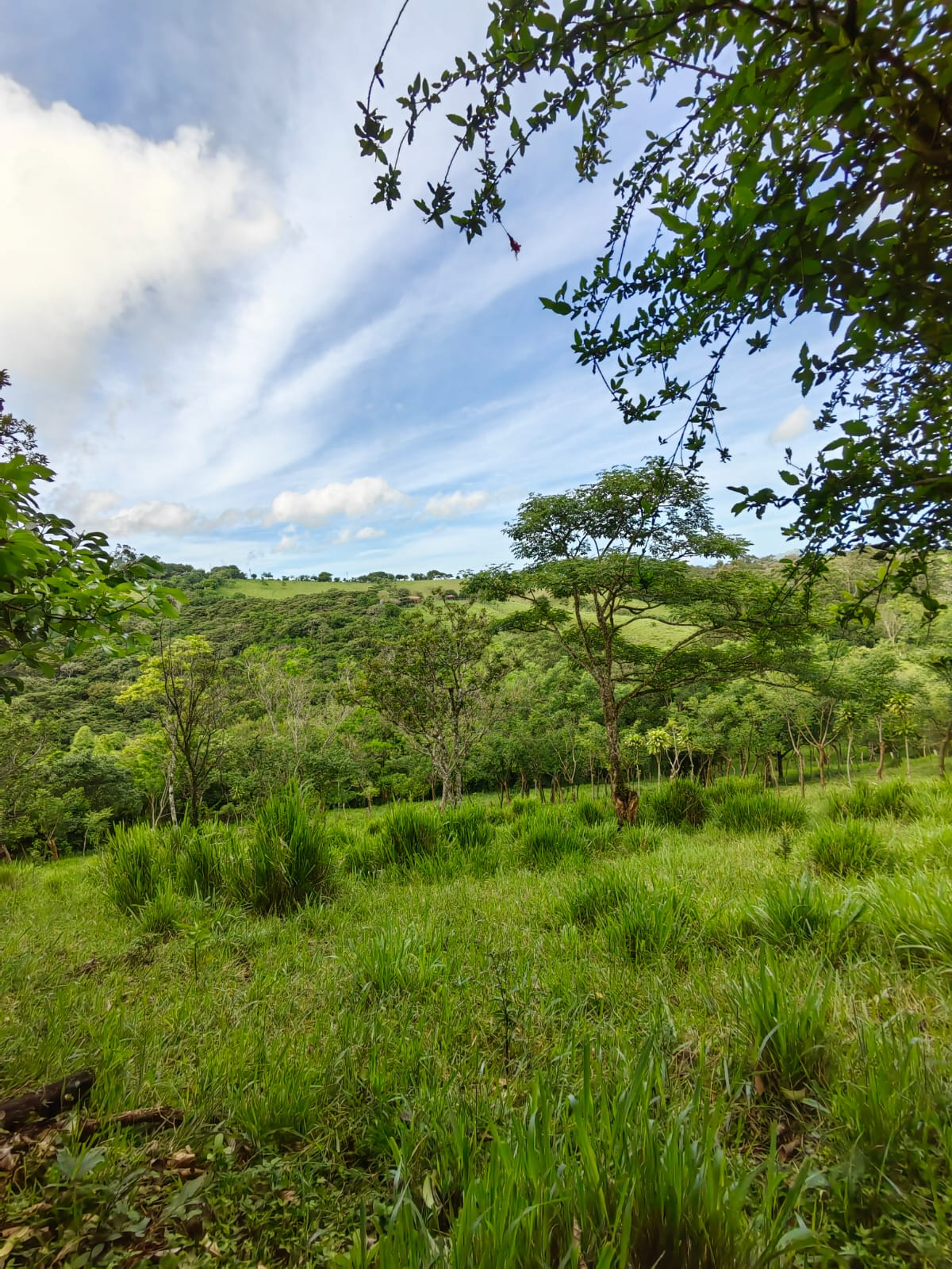 11,800m2 Producing Fruit Farm with Private Well + Modest Tico Home  photo 11