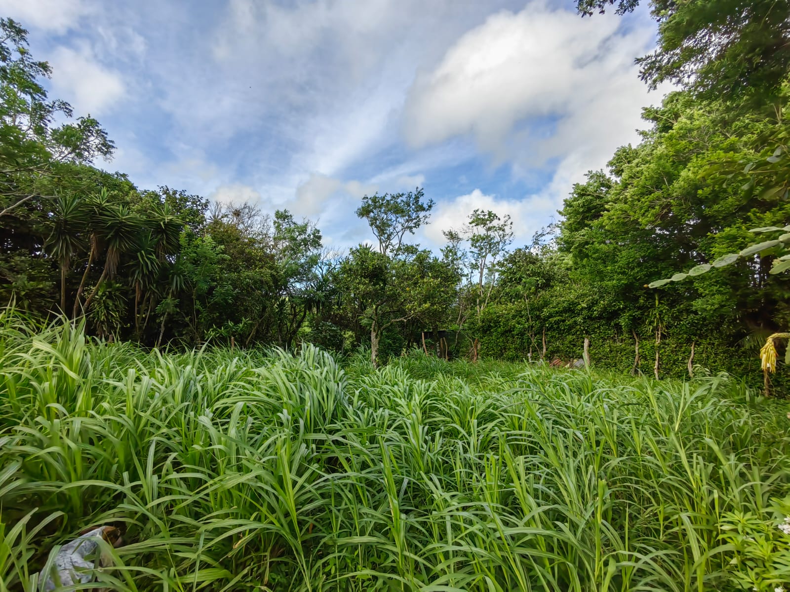 11,800m2 Producing Fruit Farm with Private Well + Modest Tico Home  photo 41