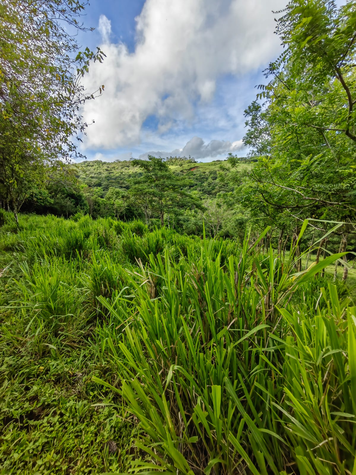 11,800m2 Producing Fruit Farm with Private Well + Modest Tico Home  photo 8