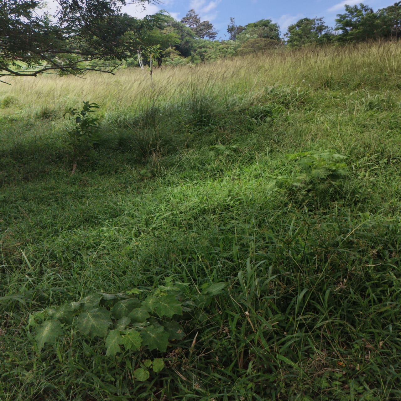 Large, Lake and Volcano View Parcel with Modest Tico Home and LAKE ACCESS  photo 42