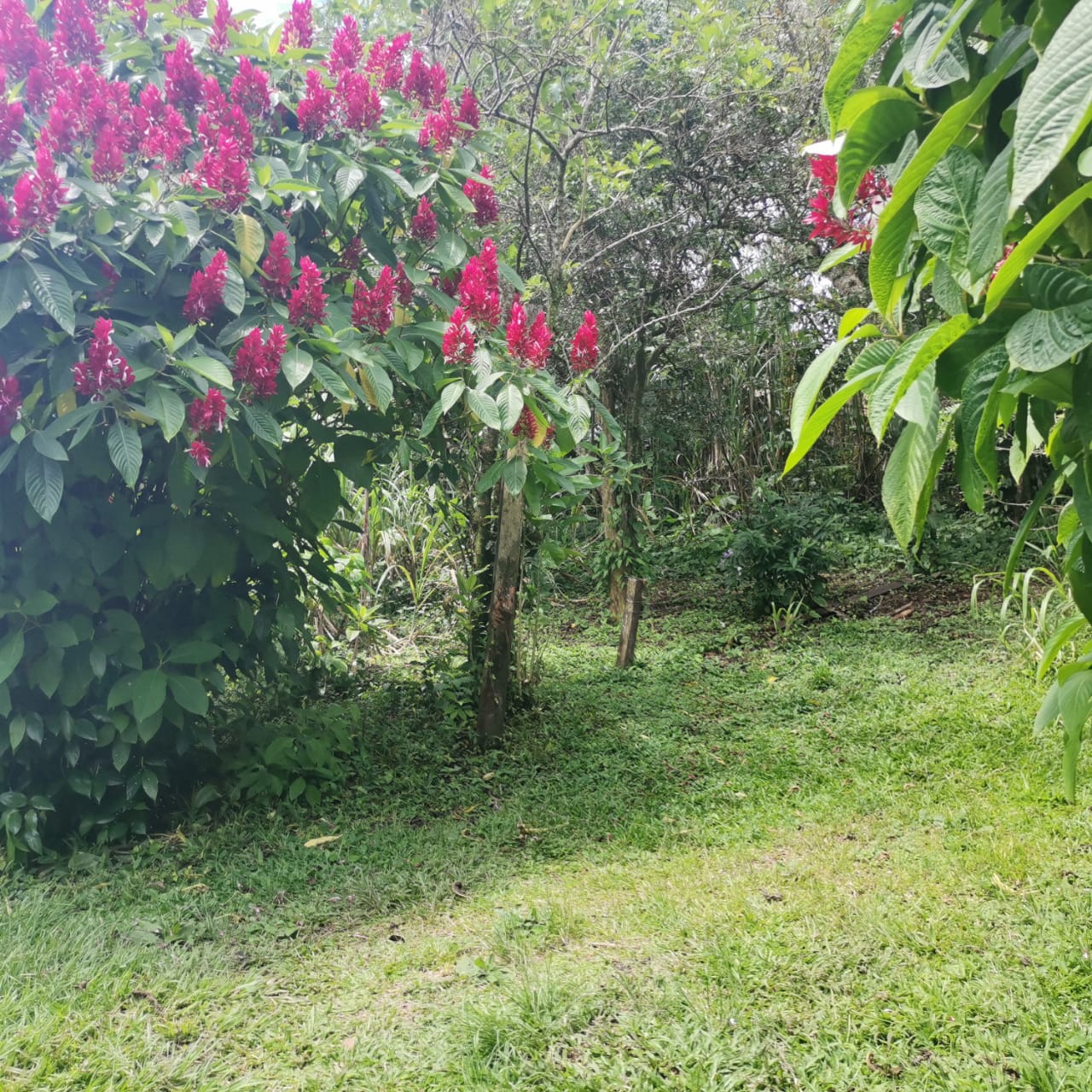 Large, Lake and Volcano View Parcel with Modest Tico Home and LAKE ACCESS  photo 28