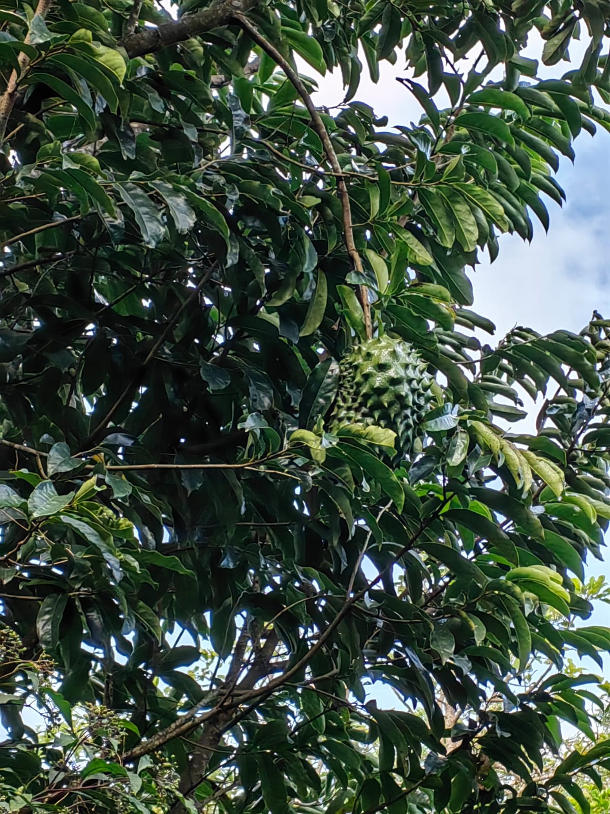 11,800m2 Producing Fruit Farm with Private Well + Modest Tico Home  photo 30