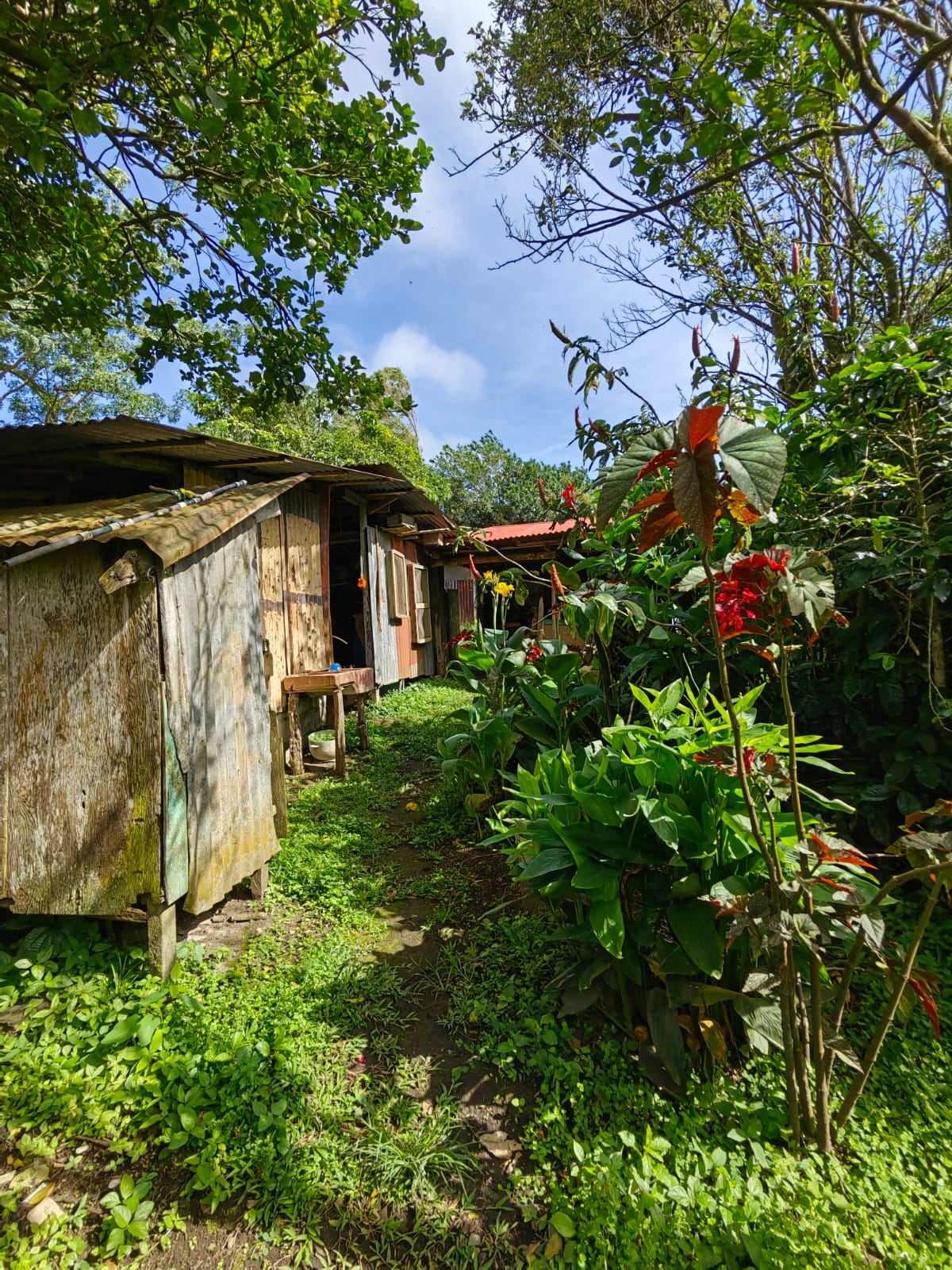 11,800m2 Producing Fruit Farm with Private Well + Modest Tico Home  photo 16