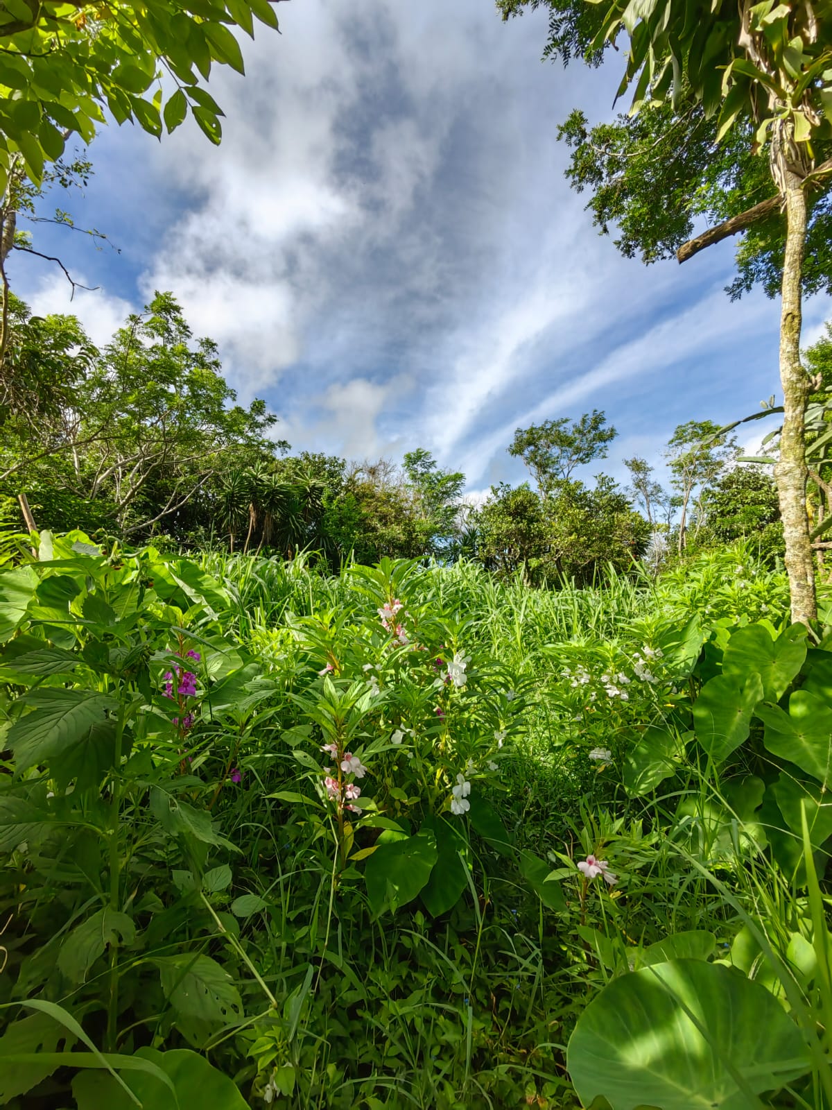 11,800m2 Producing Fruit Farm with Private Well + Modest Tico Home  photo 40