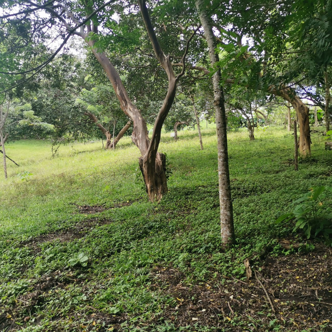 Large, Lake and Volcano View Parcel with Modest Tico Home and LAKE ACCESS  photo 38