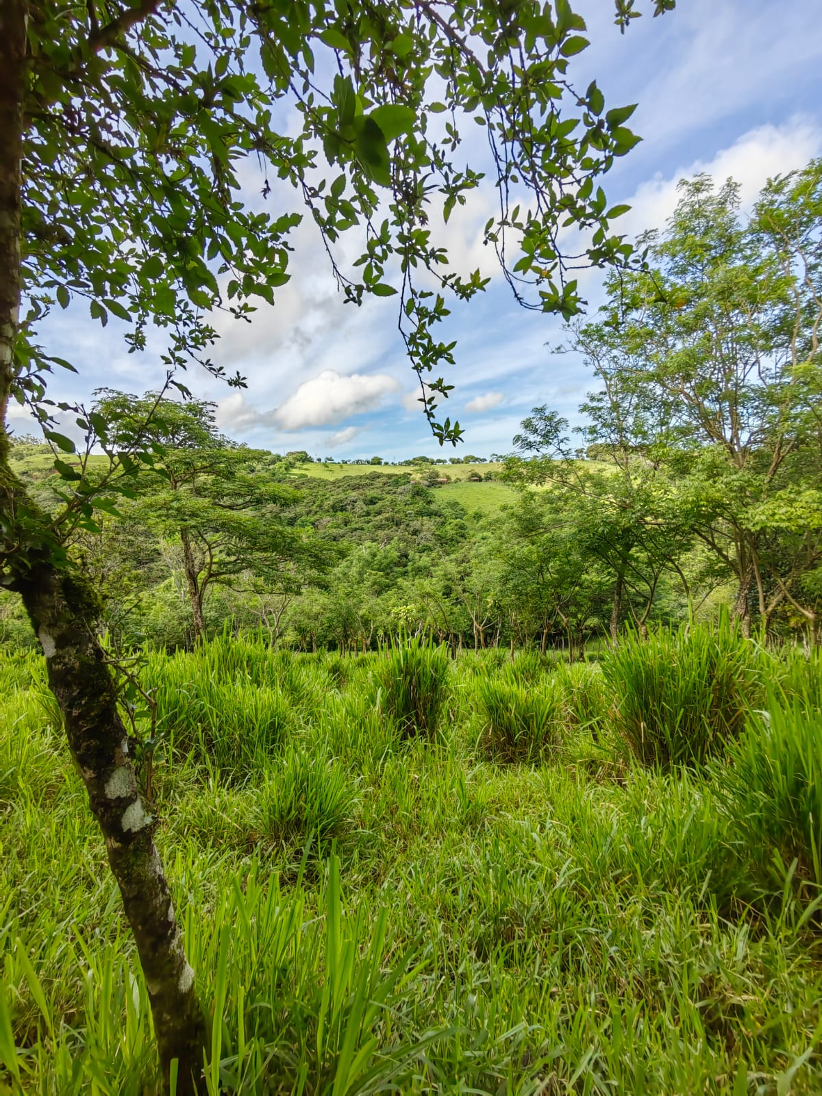 11,800m2 Producing Fruit Farm with Private Well + Modest Tico Home  photo 10