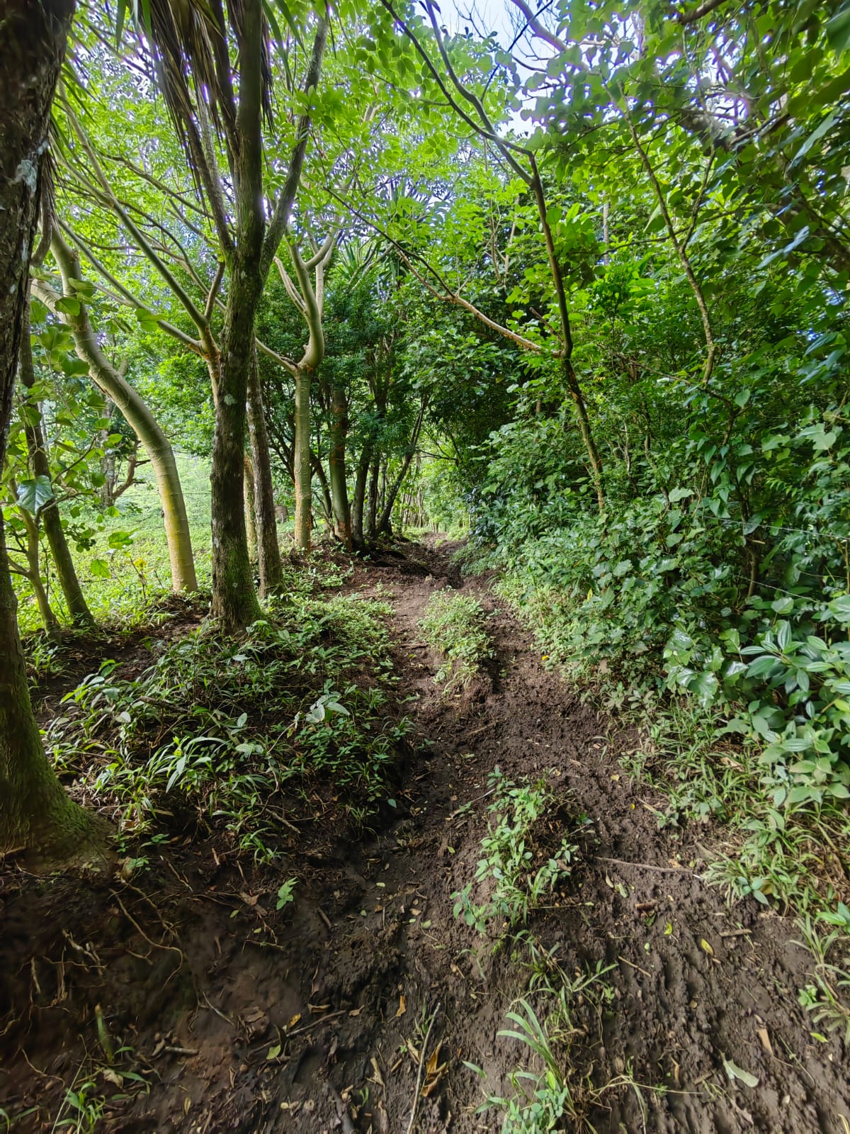 11,800m2 Producing Fruit Farm with Private Well + Modest Tico Home  photo 15