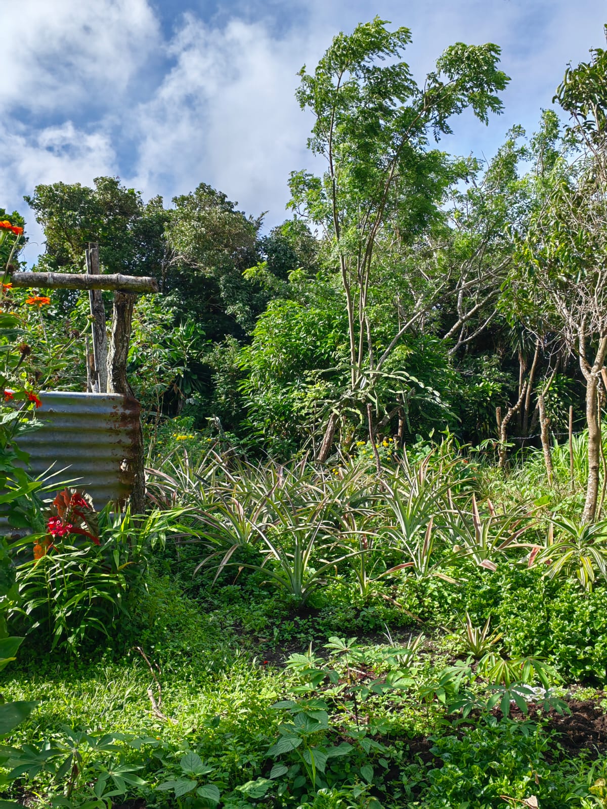 11,800m2 Producing Fruit Farm with Private Well + Modest Tico Home  photo 47