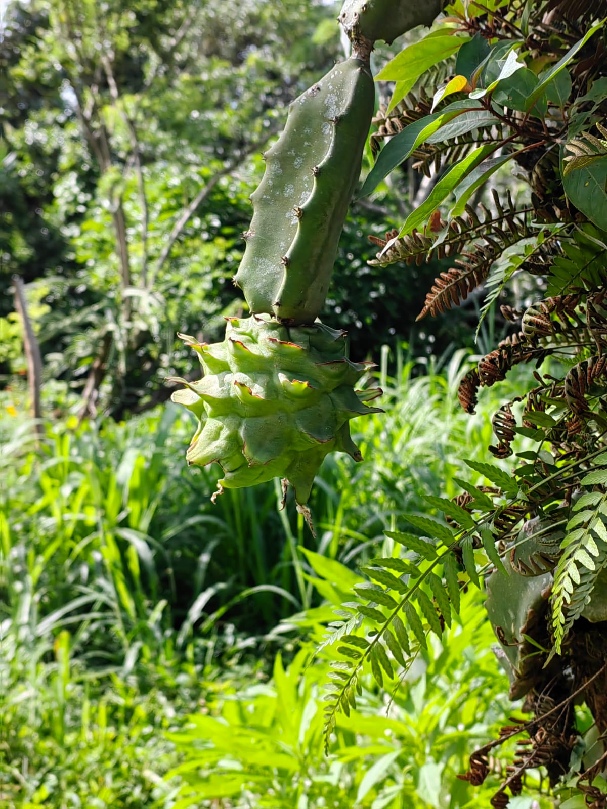 11,800m2 Producing Fruit Farm with Private Well + Modest Tico Home  photo 35