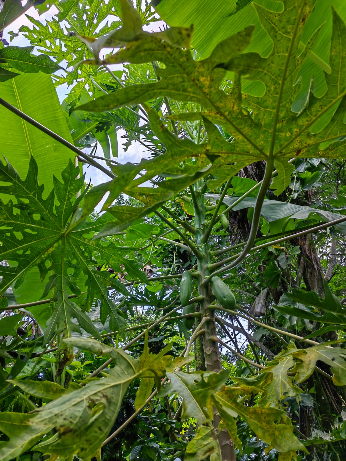 11,800m2 Producing Fruit Farm with Private Well + Modest Tico Home  photo 25