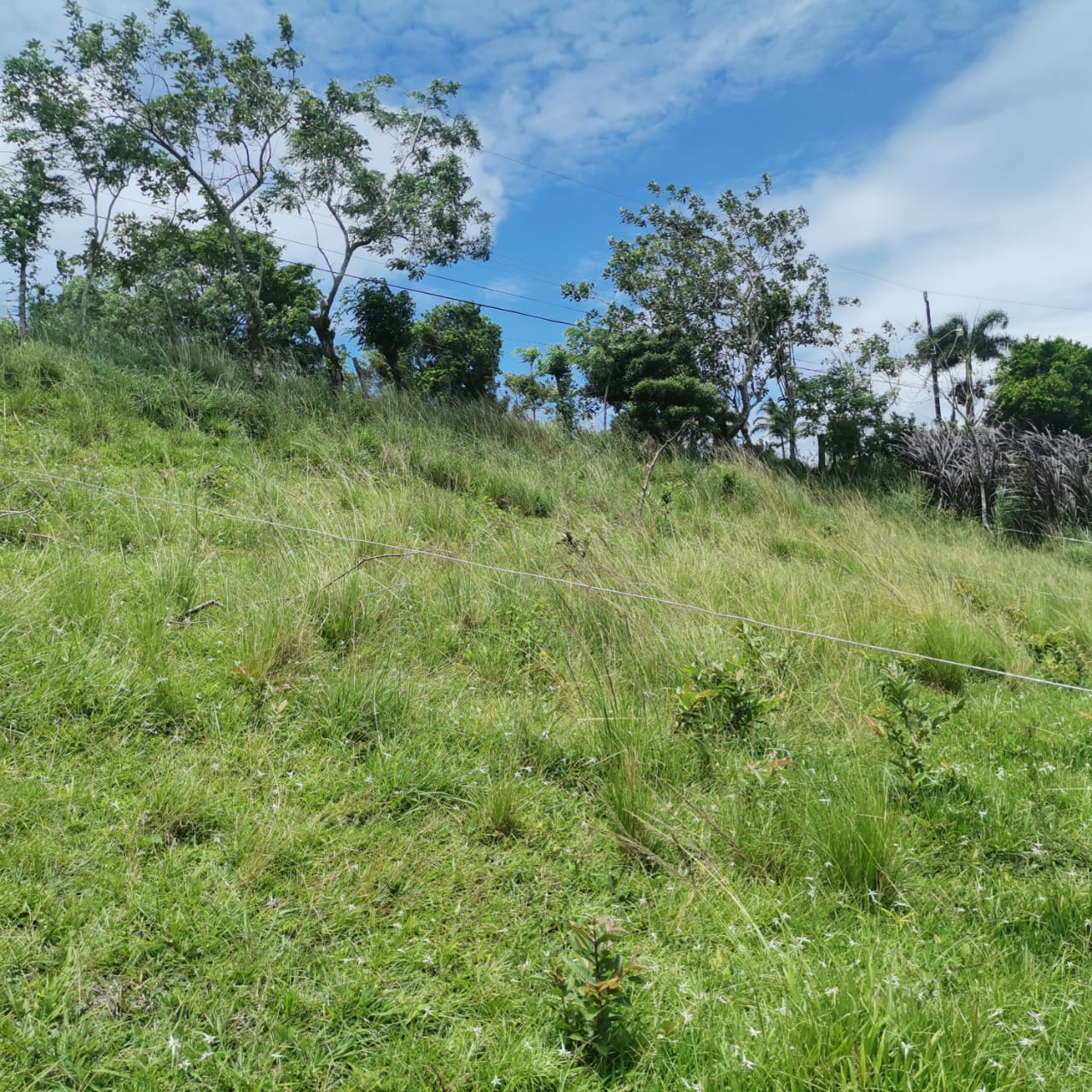 Large, Lake and Volcano View Parcel with Modest Tico Home and LAKE ACCESS  photo 15