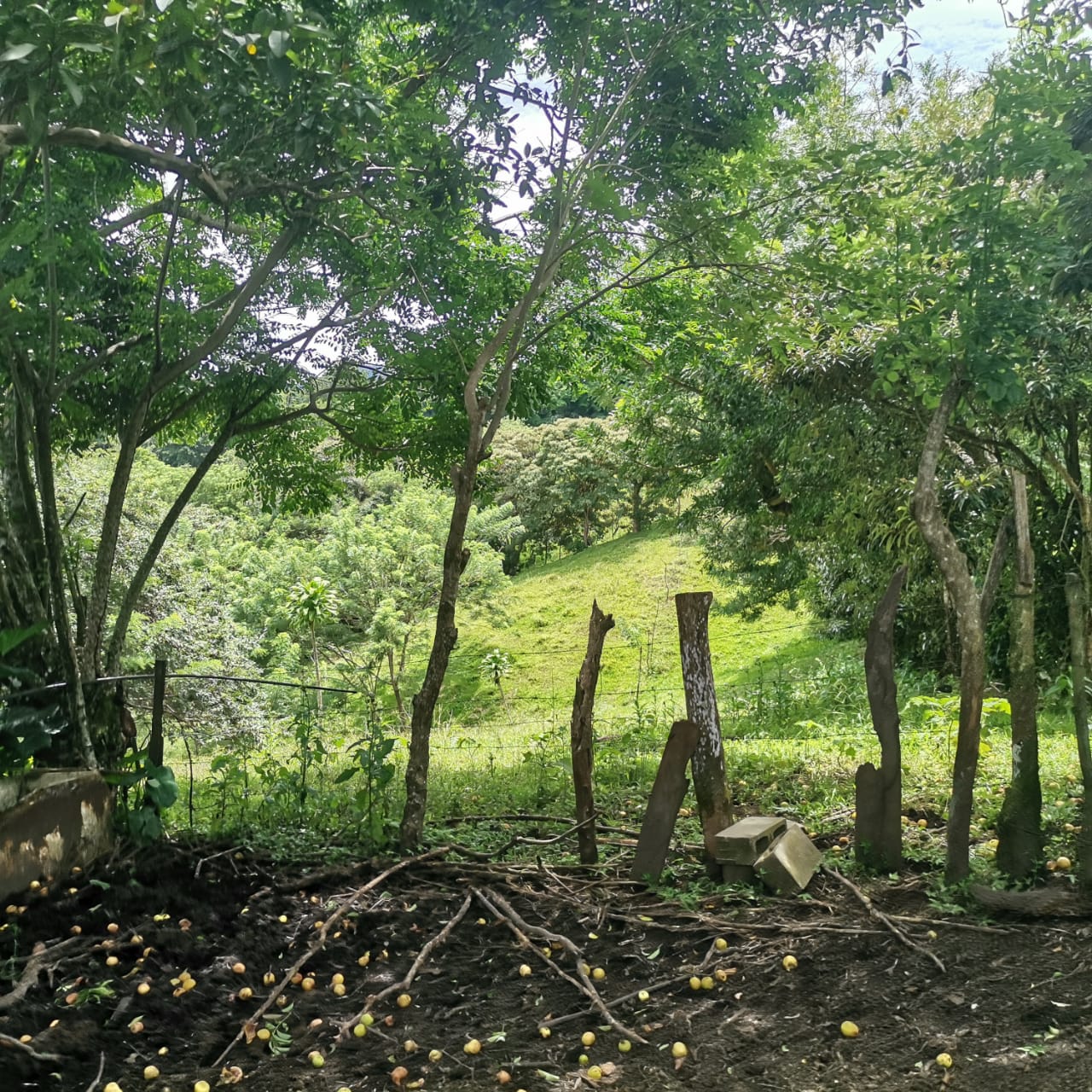 Large, Lake and Volcano View Parcel with Modest Tico Home and LAKE ACCESS  photo 23