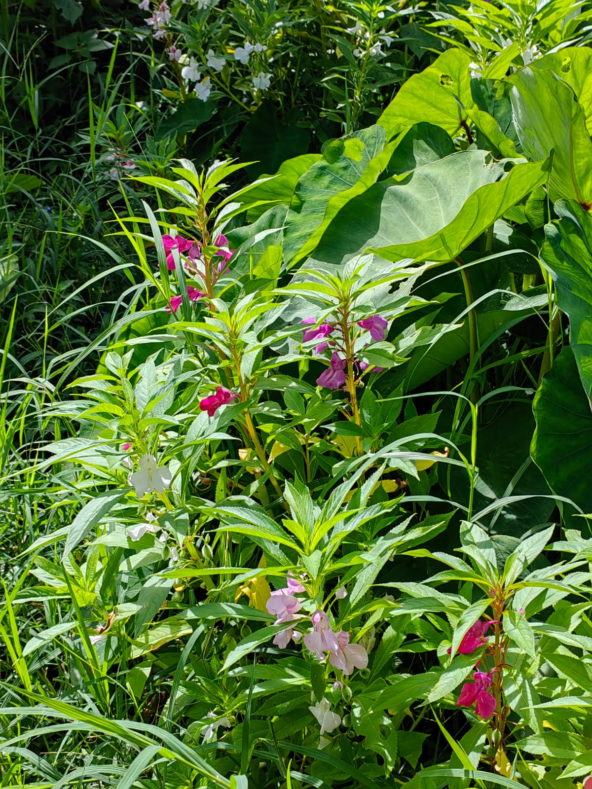 11,800m2 Producing Fruit Farm with Private Well + Modest Tico Home  photo 36