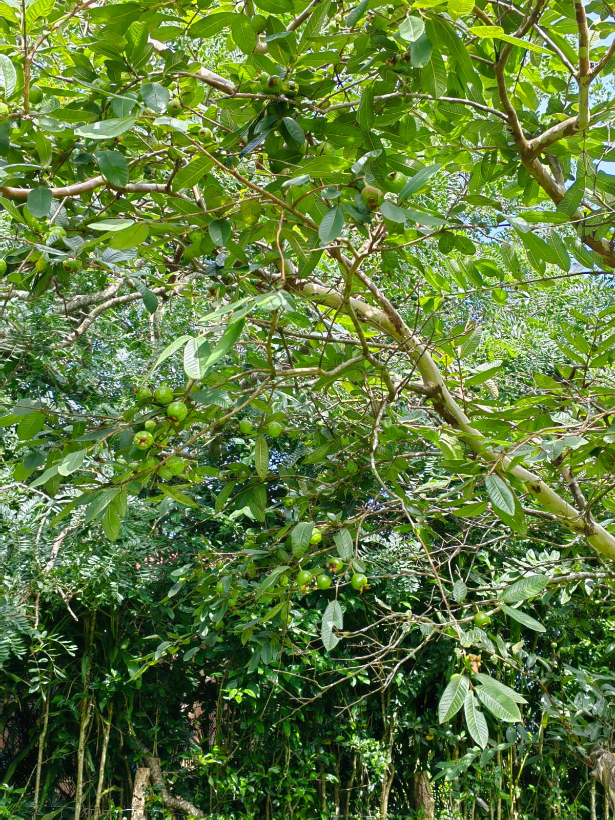 11,800m2 Producing Fruit Farm with Private Well + Modest Tico Home  photo 34