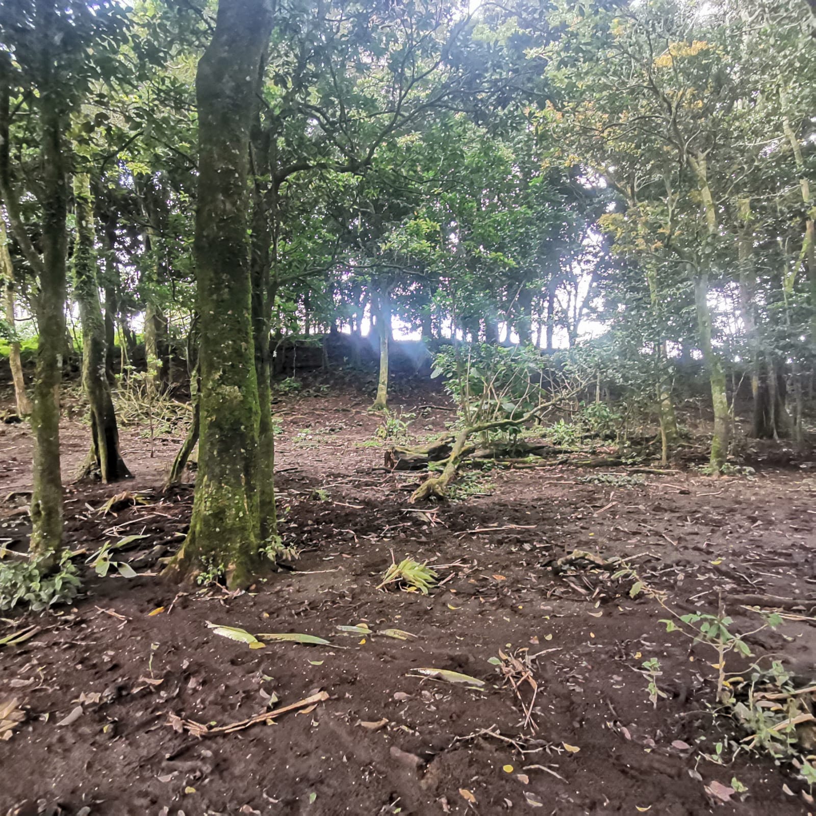 Sprawling 7 Hectare (17.3 acre) Mountain View Farm in Tilaran  photo 10