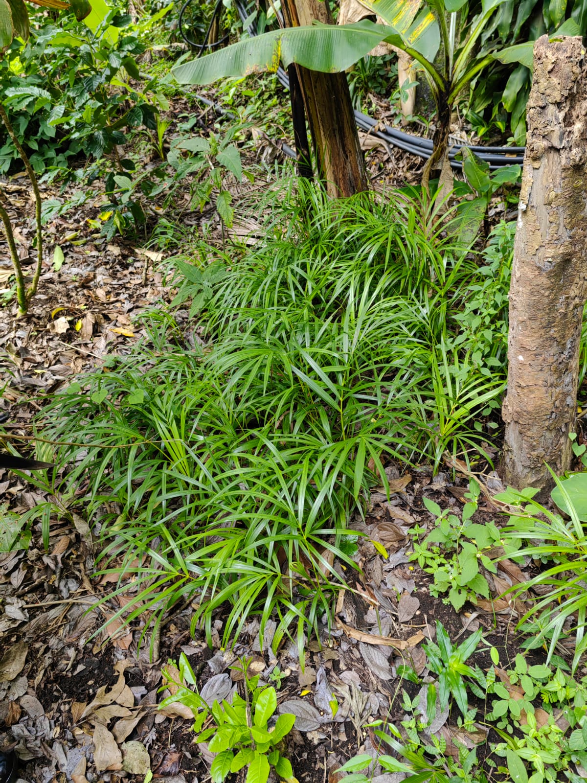 11,800m2 Producing Fruit Farm with Private Well + Modest Tico Home  photo 24