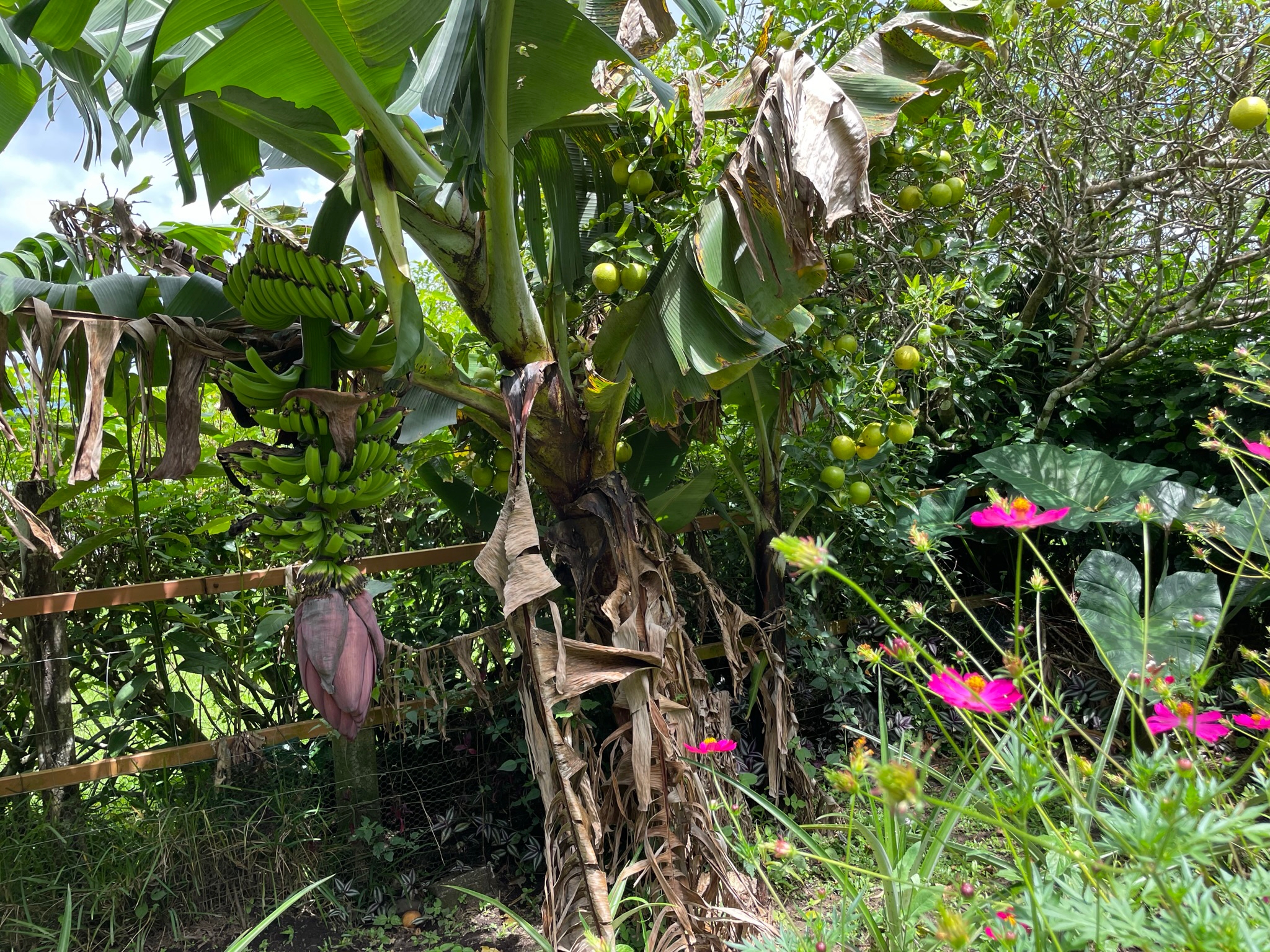 Lake & Volcano View Home, Salt Water Pool, Workshop near San Luis -2BD/2BA –  photo 25