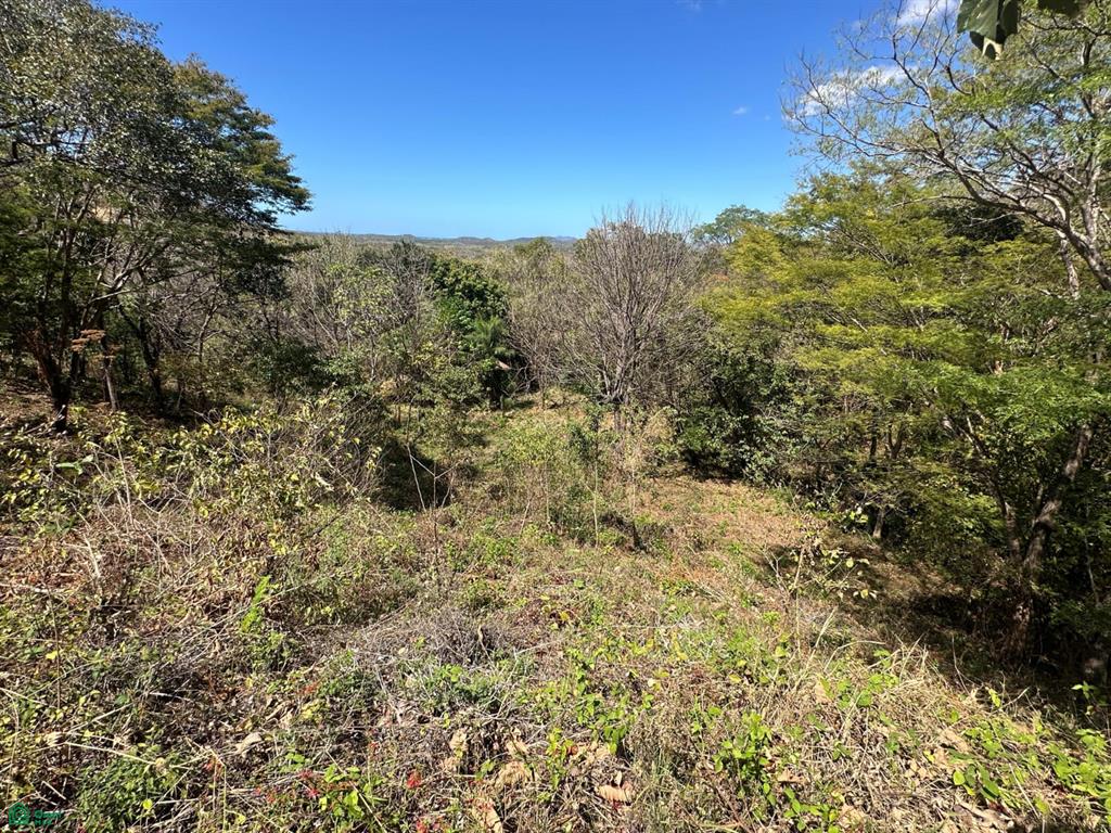 San José de Pinilla, Tamarindo photo 3