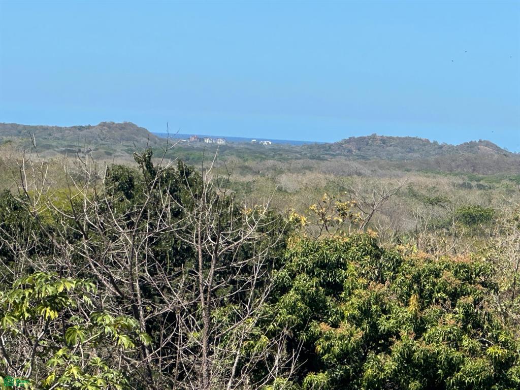San José de Pinilla, Tamarindo photo 5