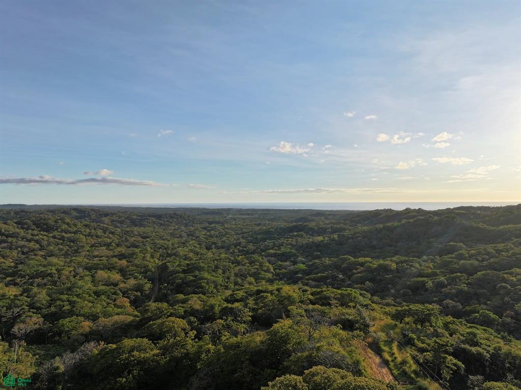 Tamarindo photo 3