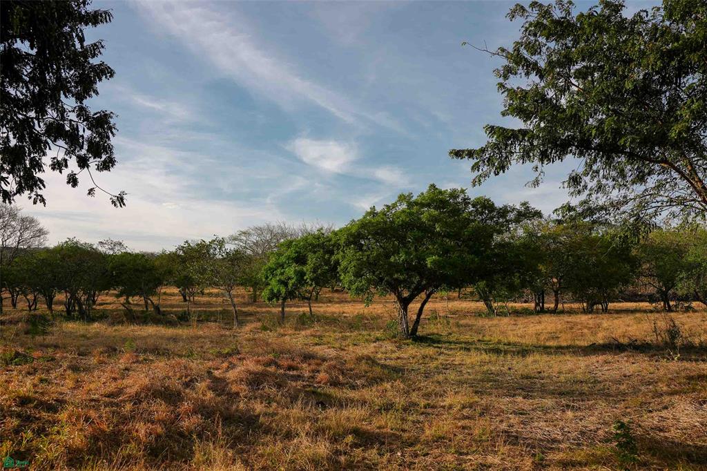 Tamarindo photo 1