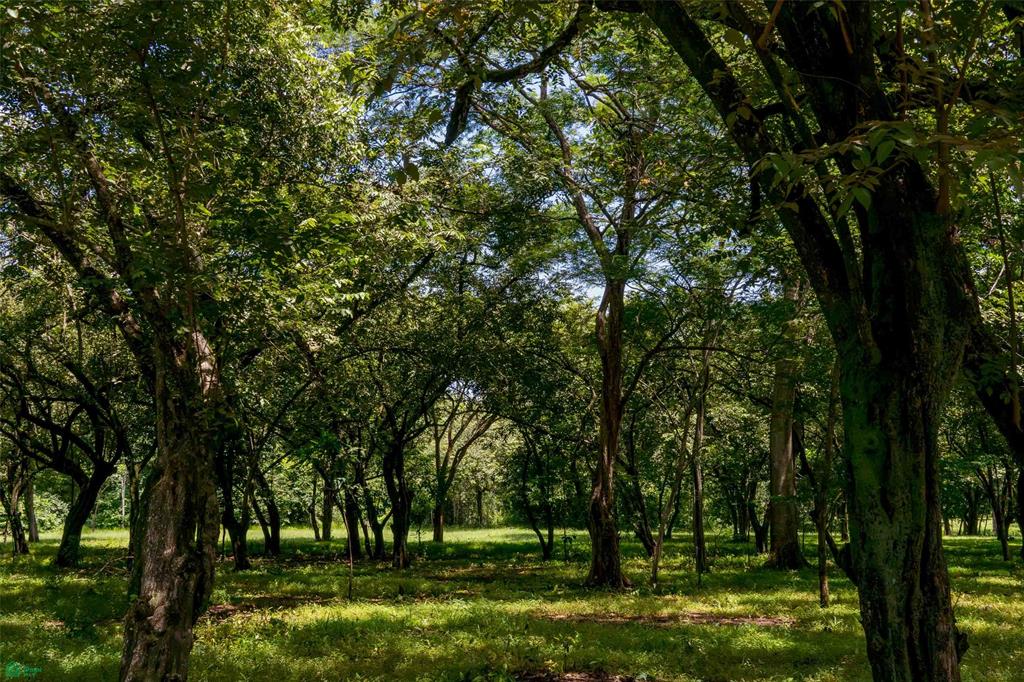 Tamarindo photo 4