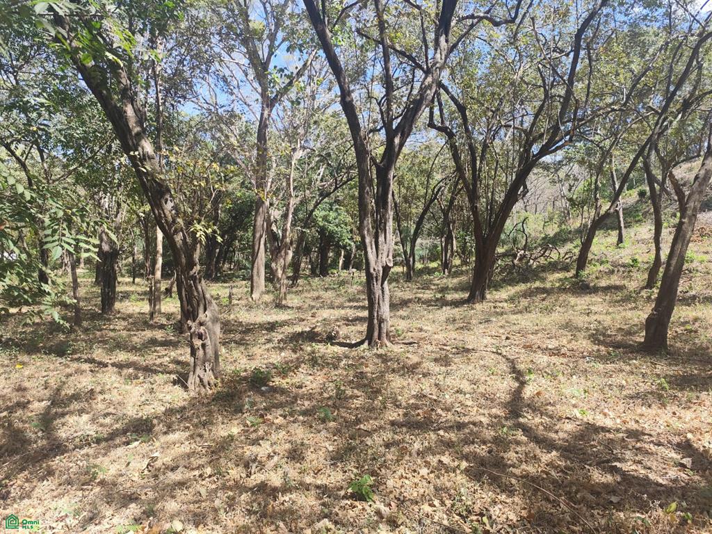 Tamarindo photo 1