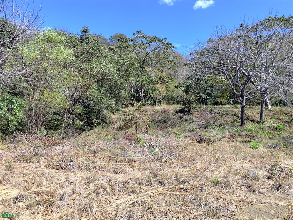 Tamarindo photo 3