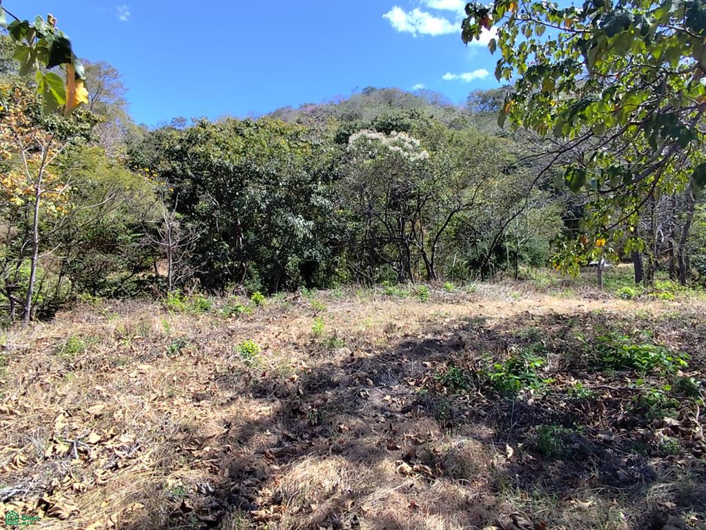 Tamarindo photo 4