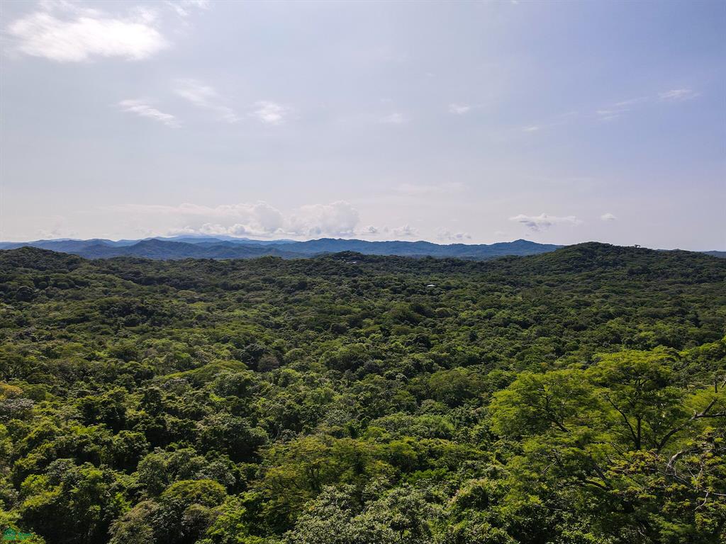 Tamarindo photo 3